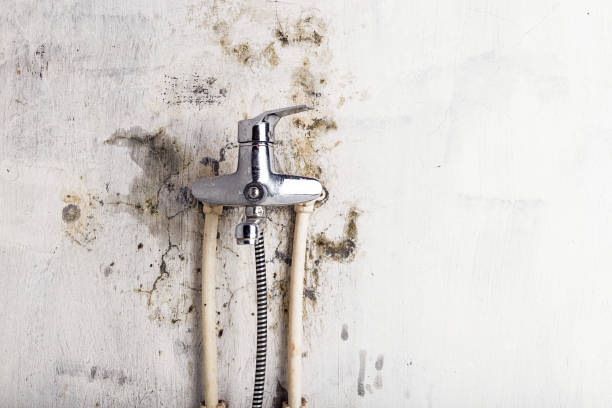 Best Certified Mold Removal  in Union City, GA