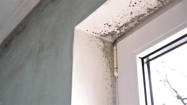 Best Attic Mold Removal  in Union City, GA