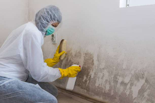Best Mold Damage Repair  in Union City, GA