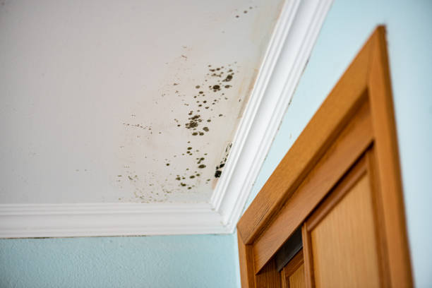 Mold Removal Process in Union City, GA