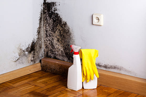 Best Fast Mold Removal  in Union City, GA