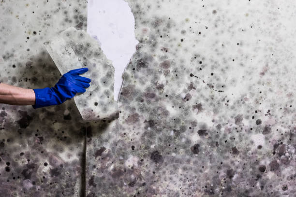 Best Black Mold Removal  in Union City, GA