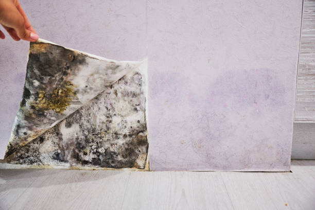 Best Mold Removal Process  in Union City, GA
